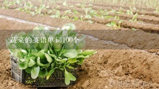 蔬菜的英语单词100个