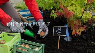 农村各种野菜图片名字