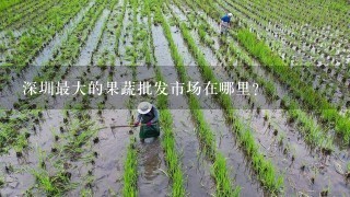 深圳最大的果蔬批发市场在哪里？