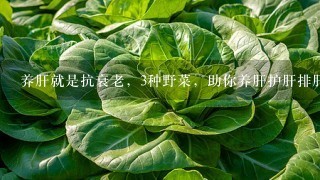 养肝就是抗衰老，3种野菜，助你养肝护肝排肝毒，健