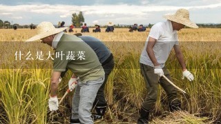 什么是大叶蔬菜