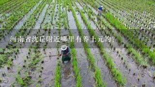 河南省沈丘附近哪里有养土元的？