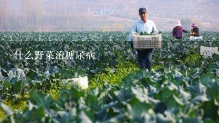 什么野菜治糖尿病