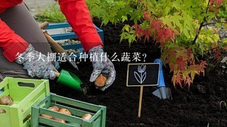 冬季大棚适合种植什么蔬菜?