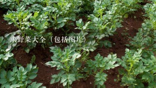 求野菜大全（包括图片）