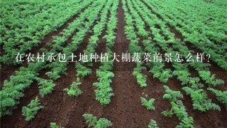 在农村承包土地种植大棚蔬菜前景怎么样？