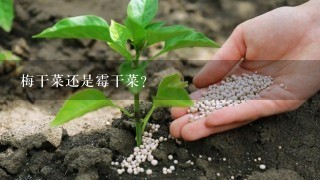 梅干菜还是霉干菜？