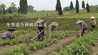 冬季适合种植的蔬菜