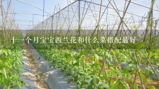 十1个月宝宝西兰花和什么菜搭配最好