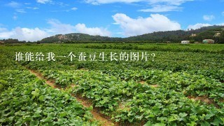 谁能给我1个蚕豆生长的图片？