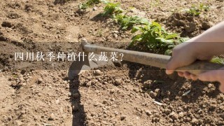 4川秋季种植什么蔬菜？