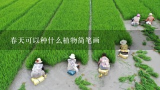 春天可以种什么植物简笔画