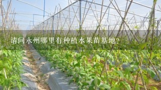 请问永州哪里有种植水果苗基地？