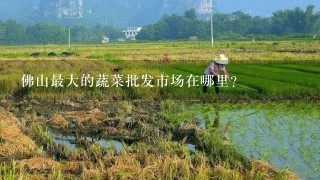 佛山最大的蔬菜批发市场在哪里？