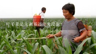 叶子菜是先剥开还是先浸泡？