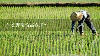 什么野菜治高血压？