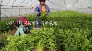 小班《认识蔬菜》活动教案