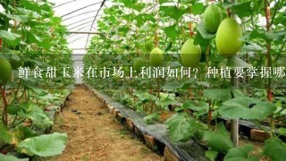 鲜食甜玉米在市场上利润如何？种植要掌握哪些要领呢