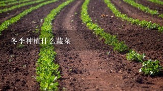 冬季种植什么蔬菜