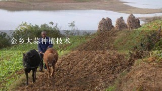 金乡大蒜种植技术
