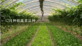 12月种植蔬菜品种
