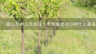 浙江台州7月份这个季节地里可以种什么蔬菜好？