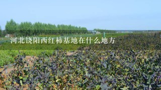 河北饶阳西红柿基地在什么地方