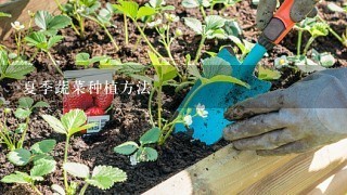 夏季蔬菜种植方法
