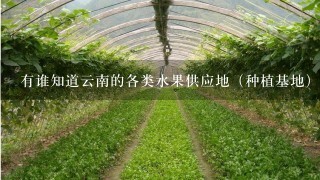 有谁知道云南的各类水果供应地（种植基地），知道的请告诉1下，具体地址，联系方式，谢谢！