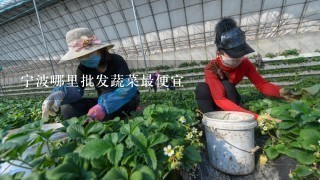 宁波哪里批发蔬菜最便宜