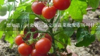 想知道: 河北省，保定市蔬菜批发市场叫什么名? 在哪？