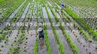 4川绵阳夏季适合种什么蔬菜水果？