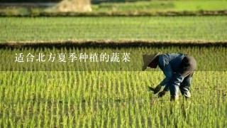 适合北方夏季种植的蔬菜