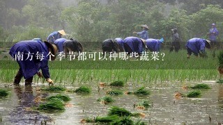 南方每个季节都可以种哪些蔬菜？