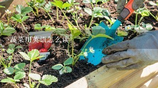 蔬菜用英语怎么读？