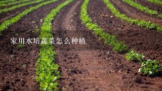 家用水培蔬菜怎么种植