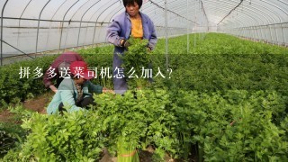 拼多多送菜司机怎么加入？