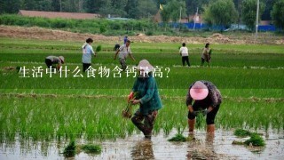 生活中什么食物含钙量高？