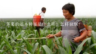 荠菜的基本特征是什么样？怎样识别？