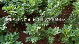 夏季吃什么菜好 10种时令蔬菜新鲜吃