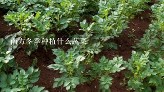 南方冬季种植什么蔬菜