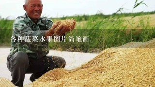 各种蔬菜水果图片简笔画