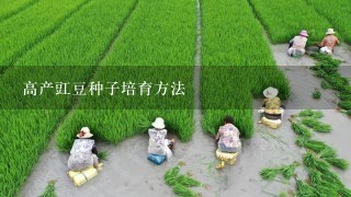 高产豇豆种子培育方法