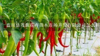 蓝田县茂源花卉苗木市场开发有限公司怎么样？