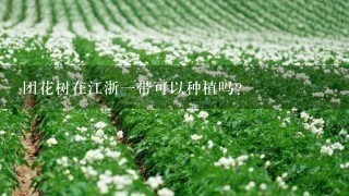 团花树在江浙1带可以种植吗？