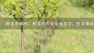 野菜有哪些，野菜图片大全及名字，野菜都有哪些品种