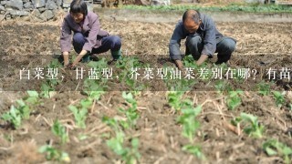 白菜型，甘蓝型，芥菜型油菜差别在哪？有苗期的图片