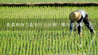 花菜和西兰花有什么区别？哪个营养好1点？