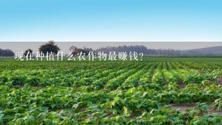 现在种植什么农作物最赚钱？