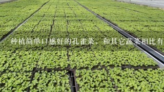 种植简单口感好的孔雀菜，和其它蔬菜相比有哪些优势？